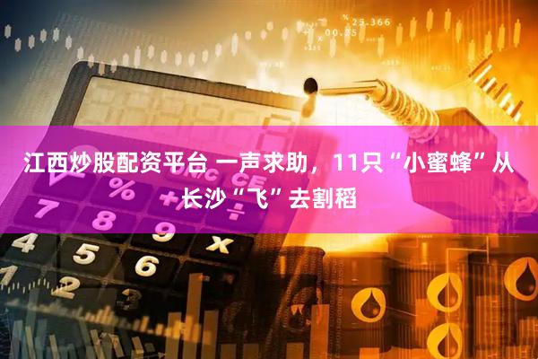 江西炒股配资平台 一声求助，11只“小蜜蜂”从长沙“飞”去割稻